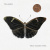 Villagers -That Golden Time (Coloured)(LP) Villagers -That Golden Time (Coloured)(LP)